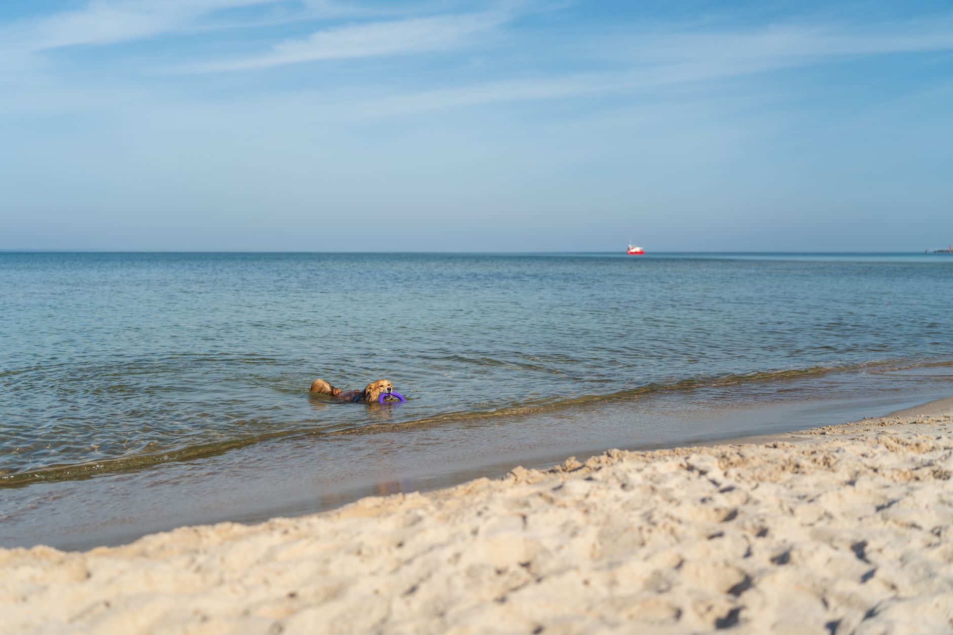 Golden retriever enjoying a swim on a sunny day at Kołobrzeg beach in Poland's Baltic coast.