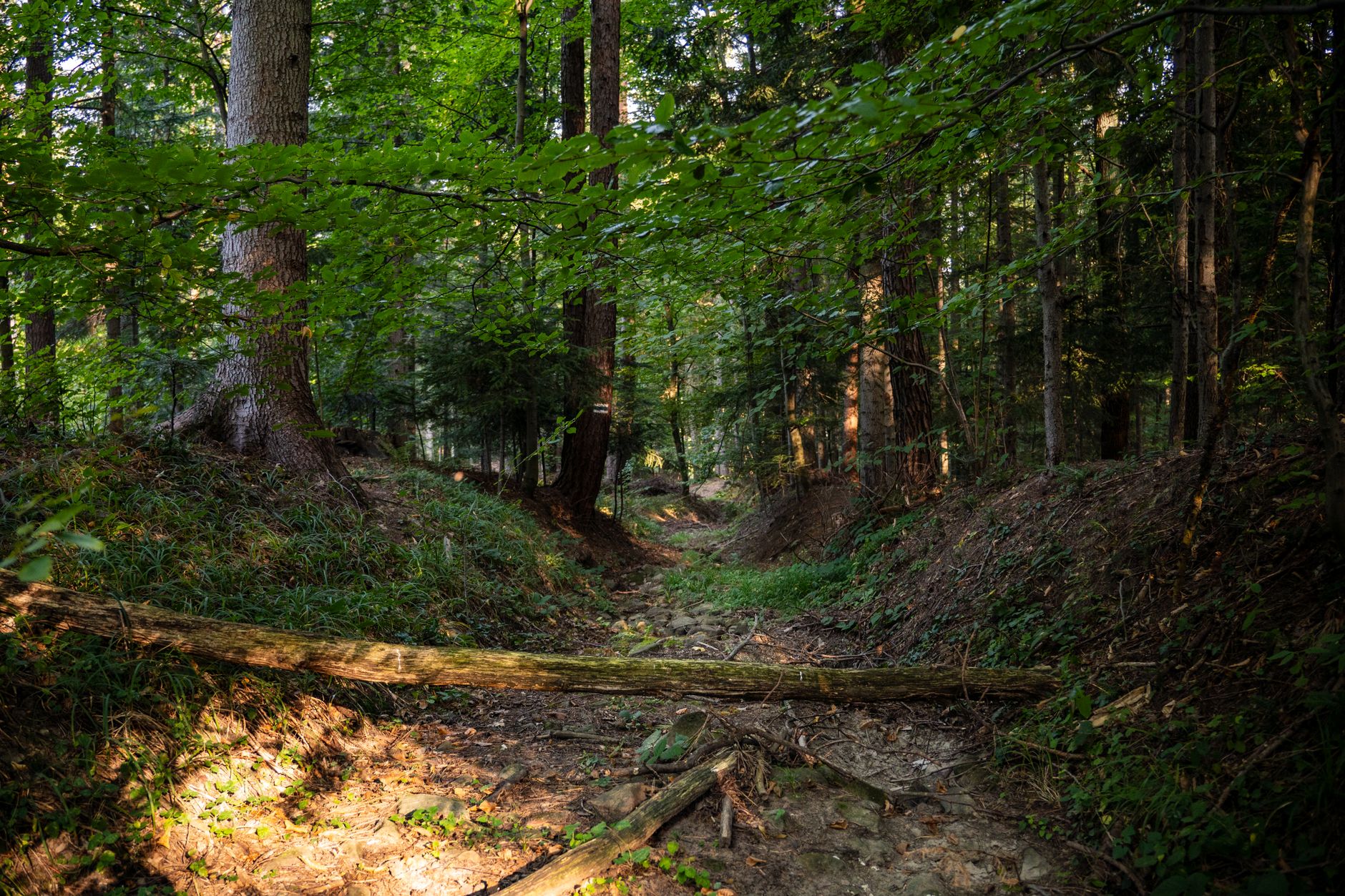 A serene forest trail with lush green foliage and fallen trees in Myślenice, Poland.