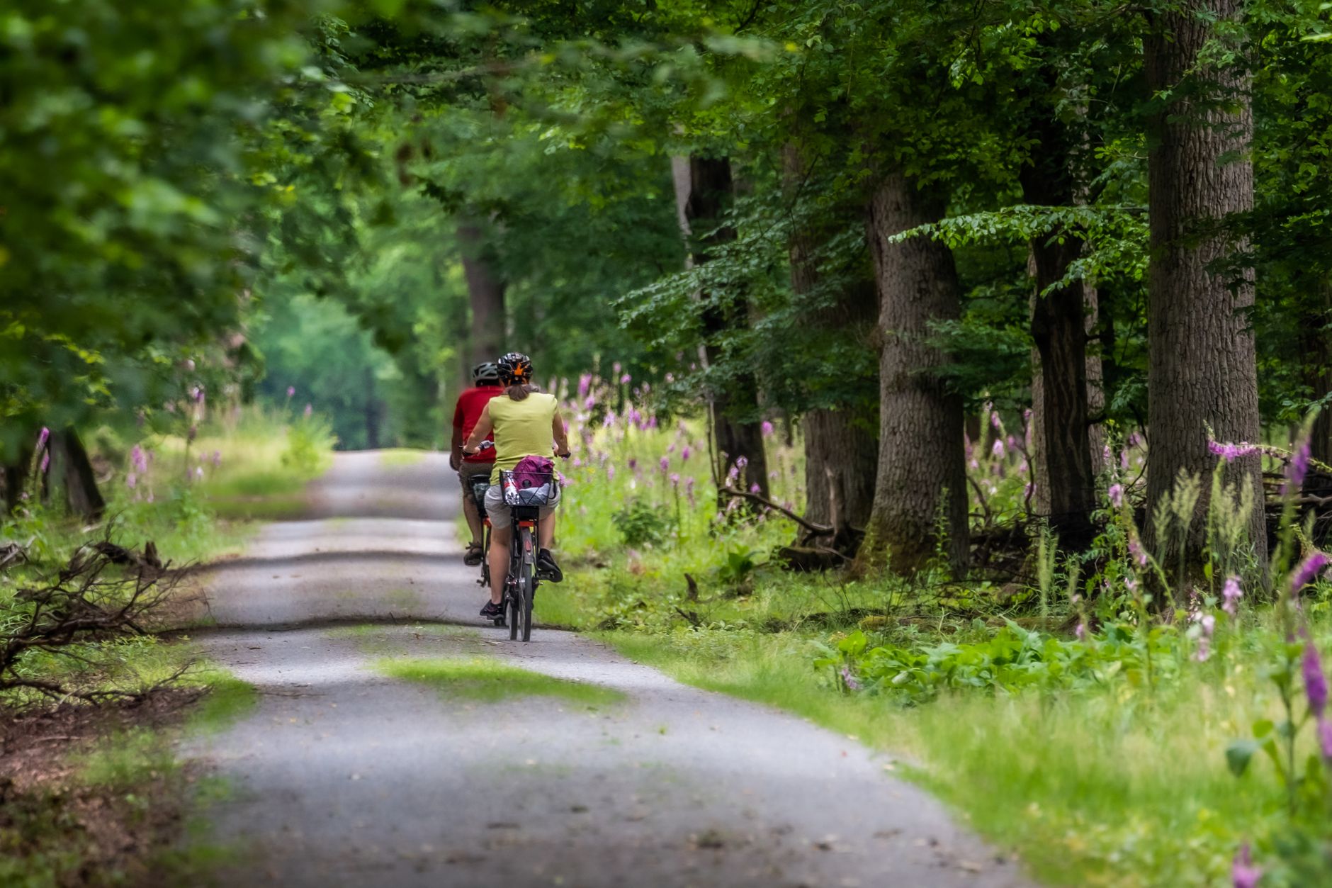 A scenic view of two cyclists enjoying a ride through a lush green forest trail during the day.