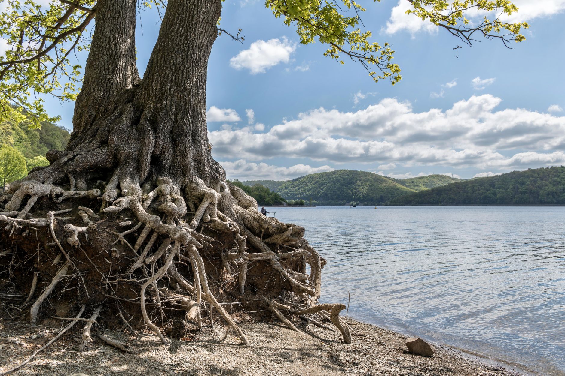 Impressive tree roots intertwine on the shore of Edersee in Edertal, Germany, under a clear blue sky.