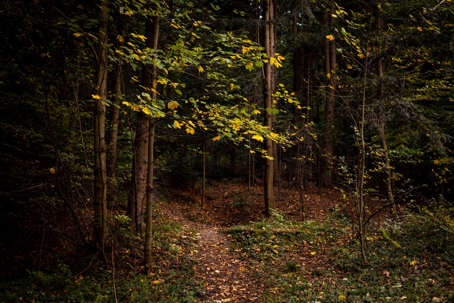 Serene forest path in Myślenice, Poland during autumn, showcasing vibrant fall foliage.