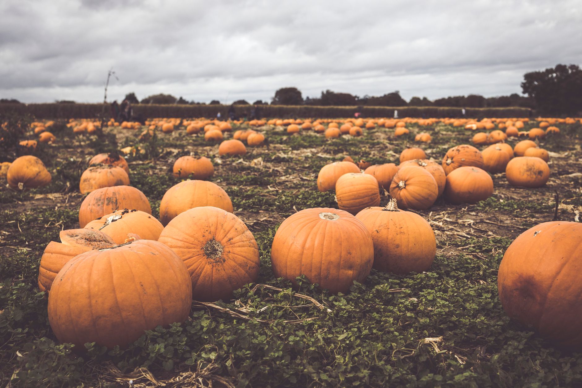 Wide shot of a pumpkin patch during fall, showcasing ripe pumpkins on an overcast day.