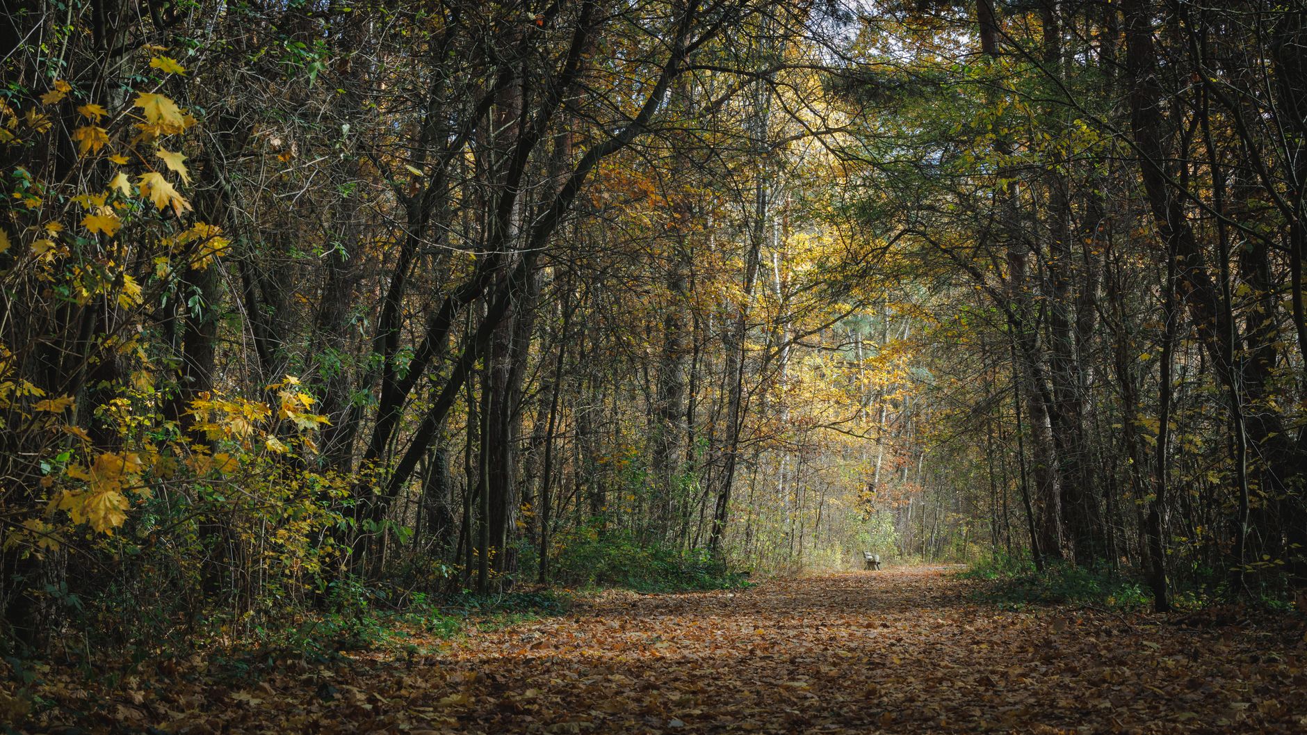 Tranquil forest pathway covered with autumn leaves in Poland's beautiful woodland.